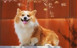 小狗