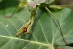 螳螂