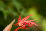 鸡爪槭枫叶