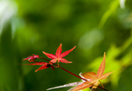 鸡爪槭枫叶