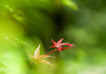 鸡爪槭枫叶