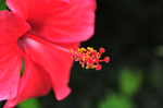 花蕊