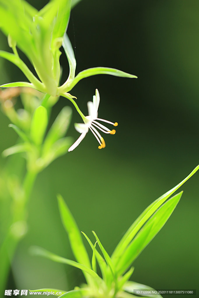 吊兰花