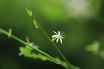 吊兰花
