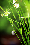 吊兰花