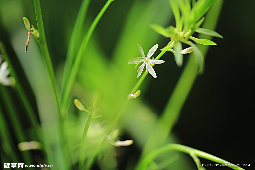 吊兰花