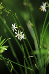 吊兰花
