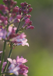 丁香花