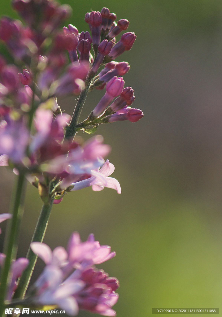 丁香花