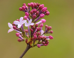 丁香花