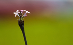 丁香花