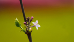 丁香花