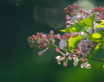 丁香花