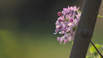 丁香花