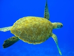 海龟