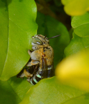 蜜蜂