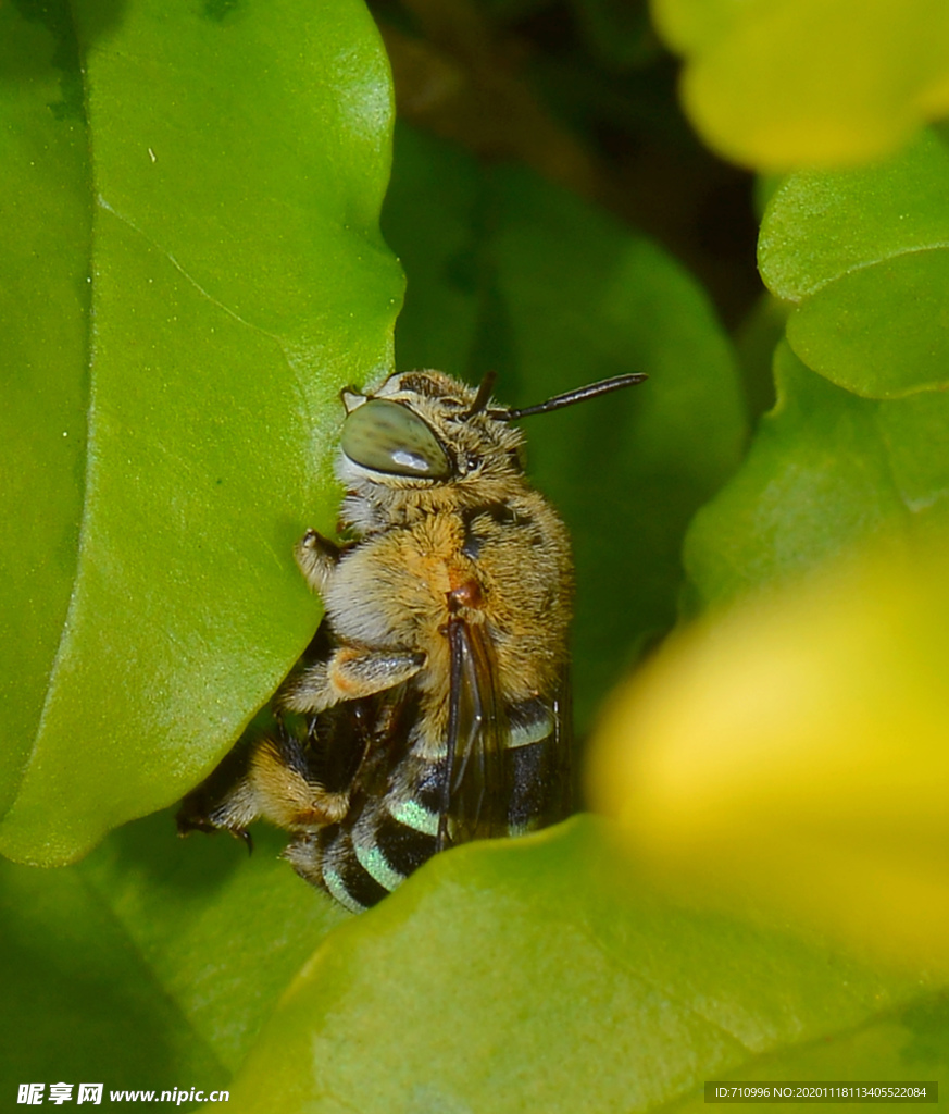 蜜蜂