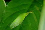奇特昆虫