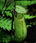 猪笼草