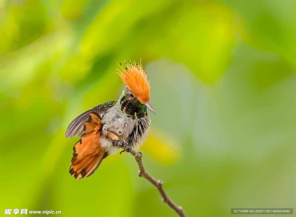 棕冠蜂鸟