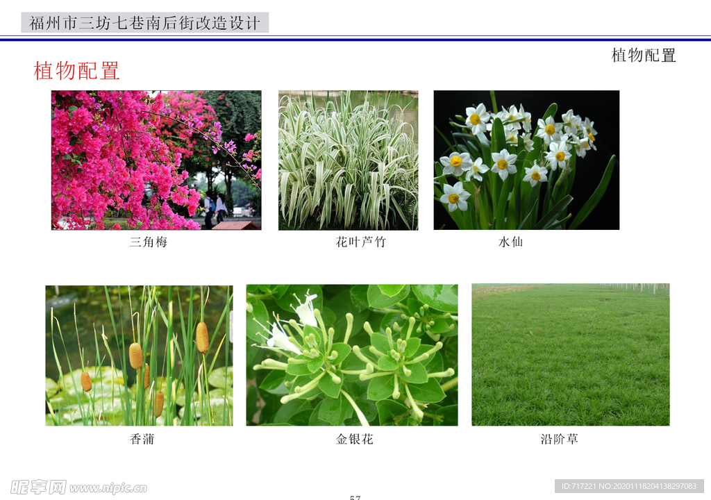 植物 花朵