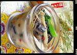 人参山药炖竹丝鸡