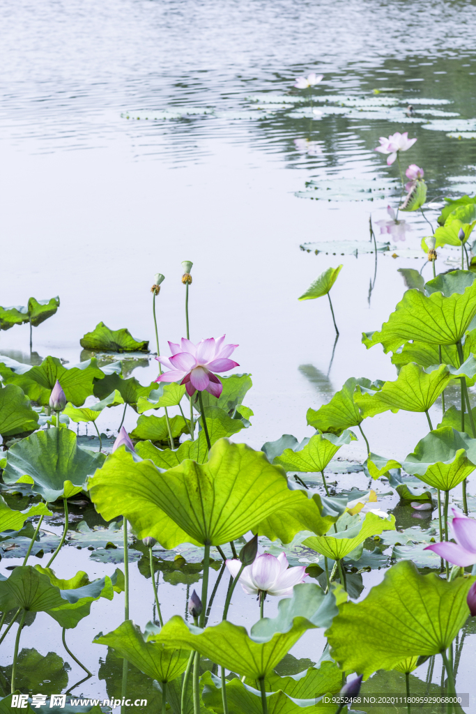 荷花池