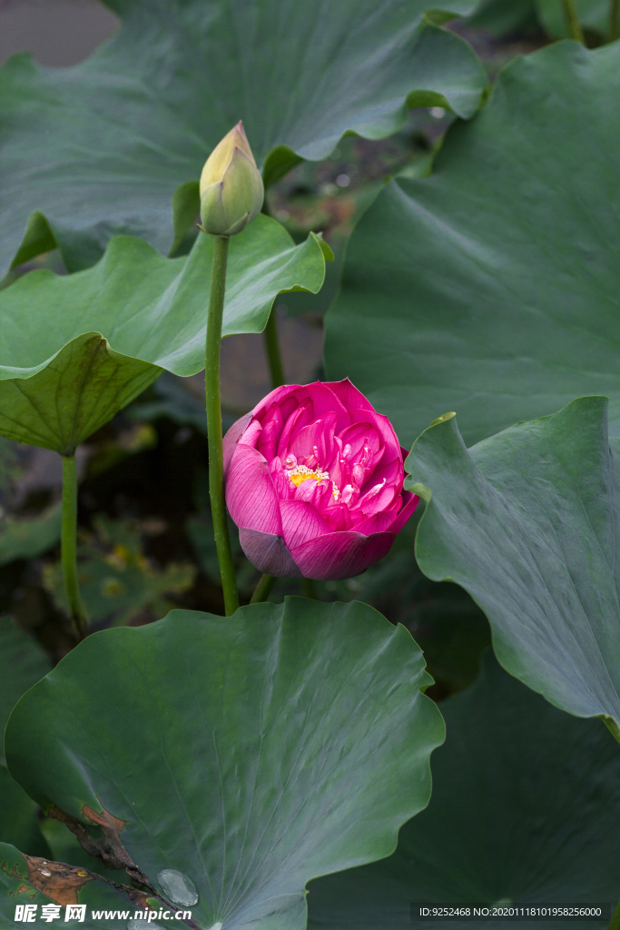 水芙蓉