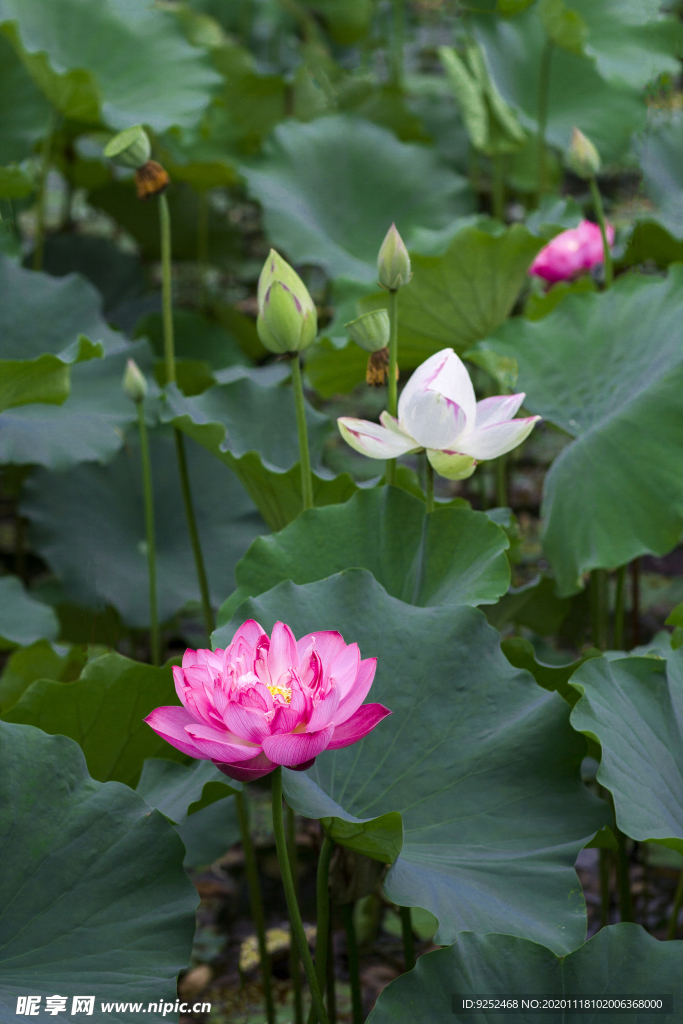 水芙蓉