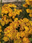勋章菊