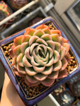 多肉醉芙蓉