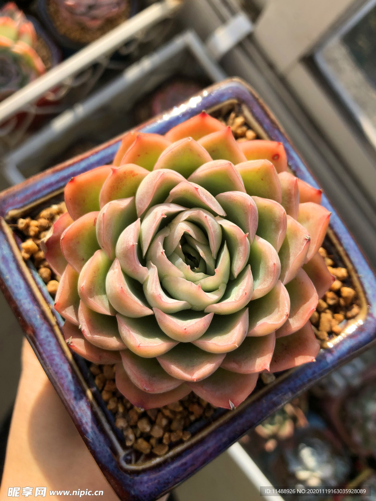 多肉醉芙蓉