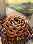多肉醉芙蓉