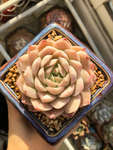 多肉奶油玫瑰