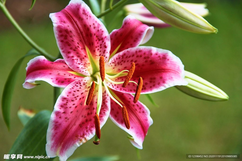 百合花