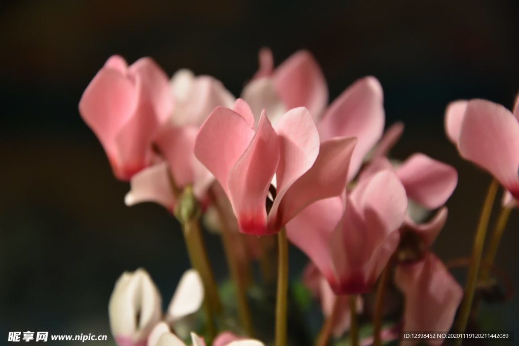 漂亮的仙客来鲜花摄影美图