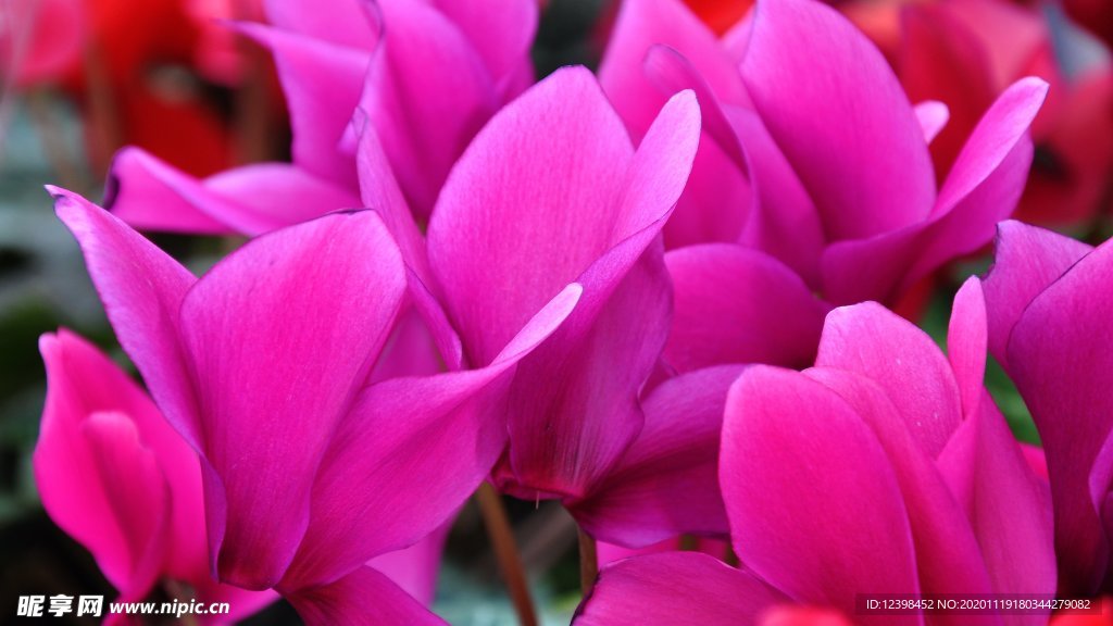 仙客来鲜花摄影美图