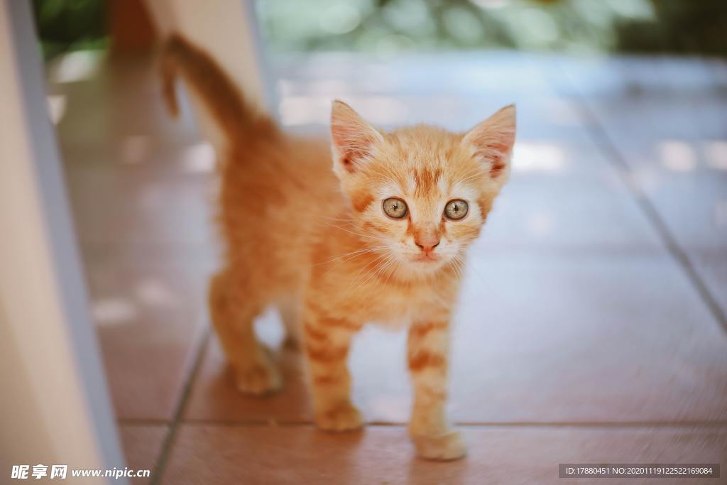猫