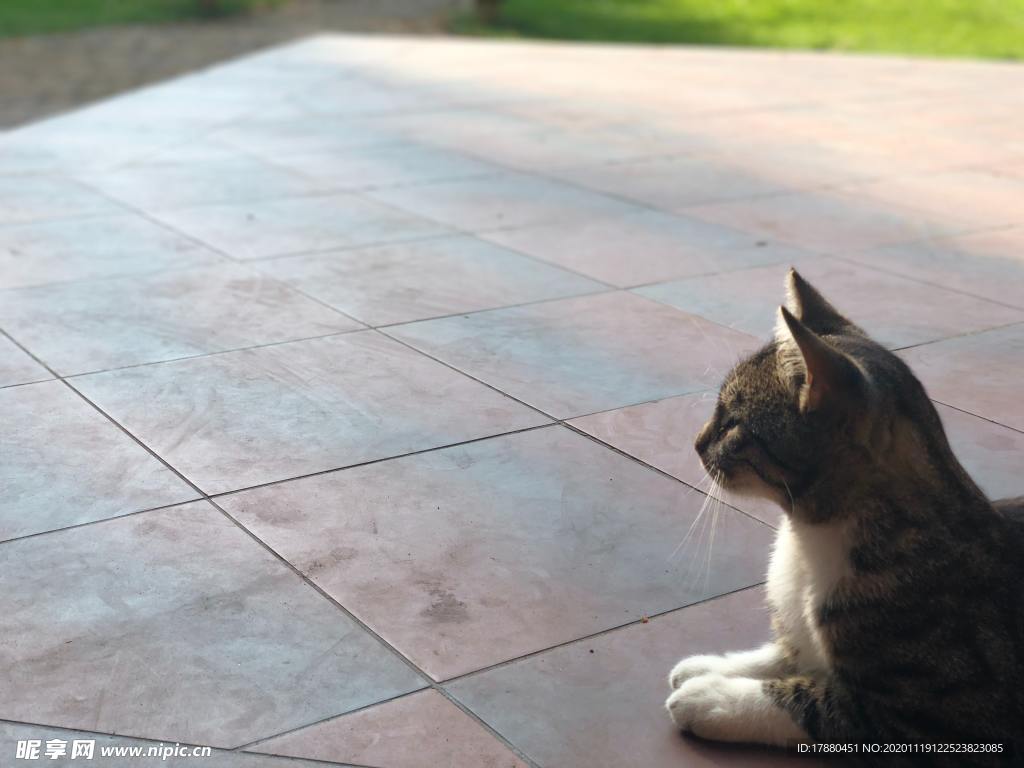 猫