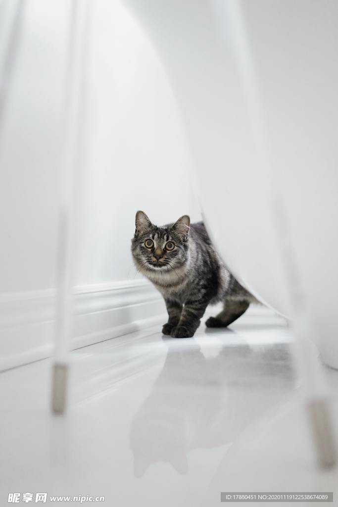 猫