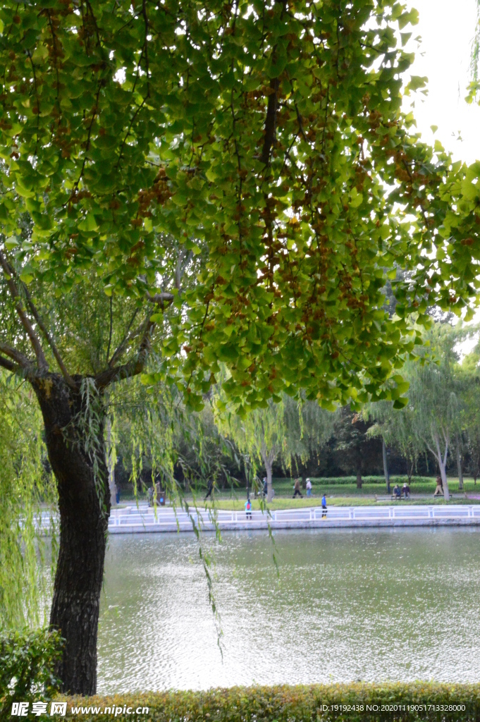 园林风景