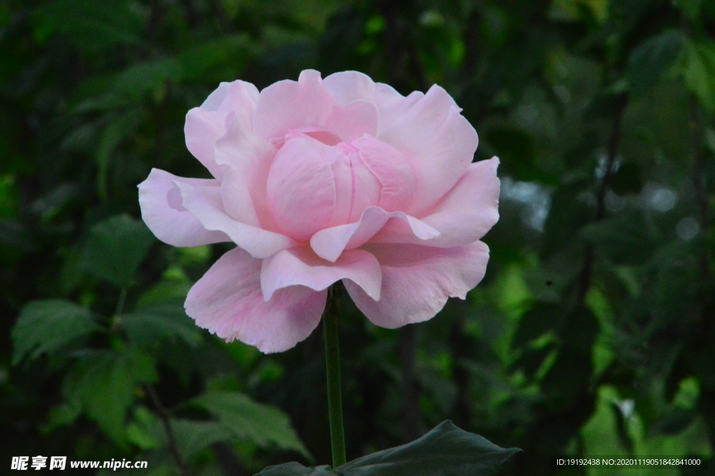 秋日月季花