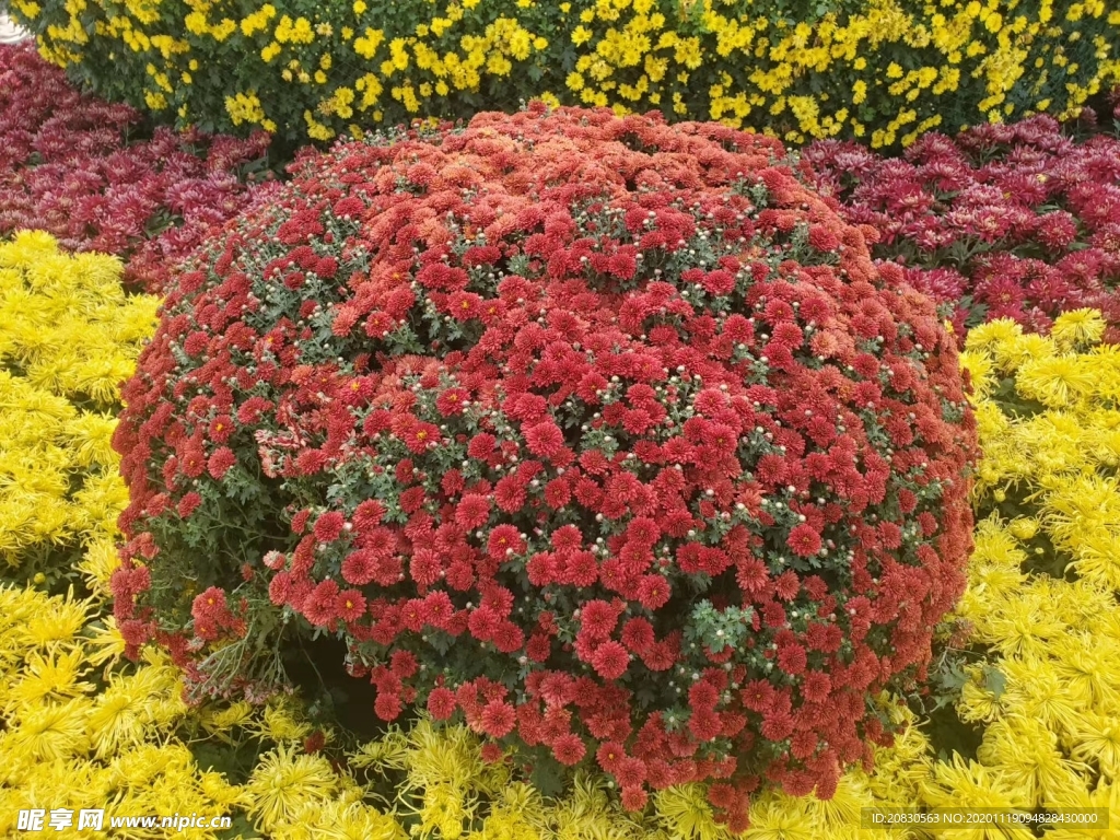 花朵
