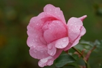 玫瑰花