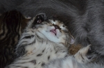 家猫