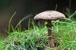 野生蘑菇