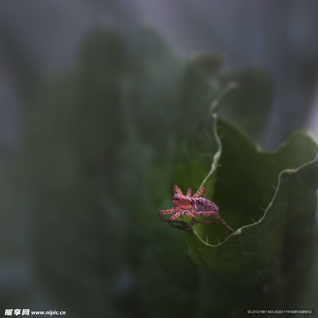 蜘蛛