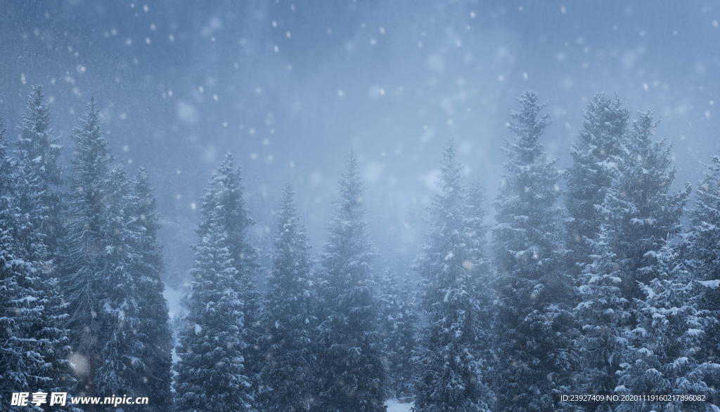 雪松树