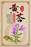 中药黄岑