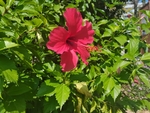 公园花卉图片